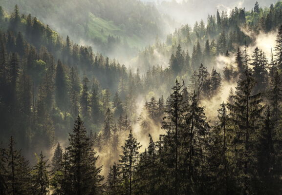 Foggy Forest, Suldtal, Schweiz